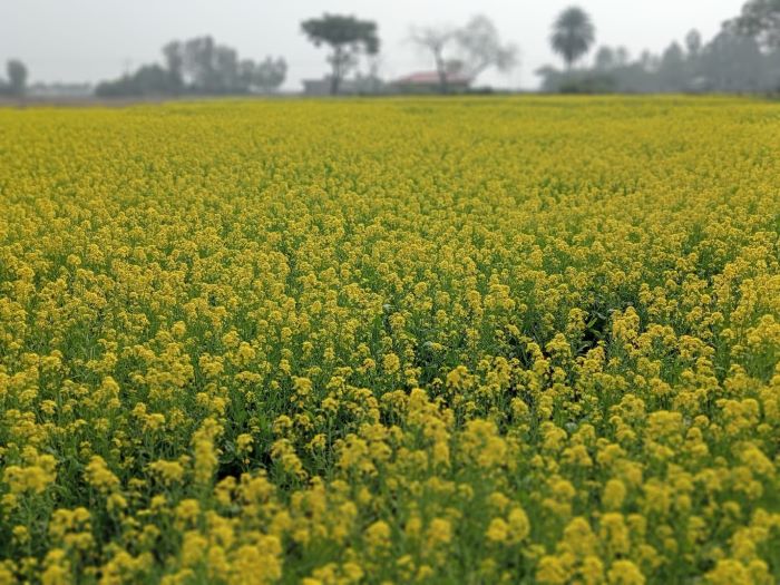 পেকুয়ায় লবণের মাঠে সরিষা, যেন হলুদ-সবুজের গালিচা